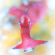 “Swanage Sea Hare”: British Waters Macro Award Runner Up
